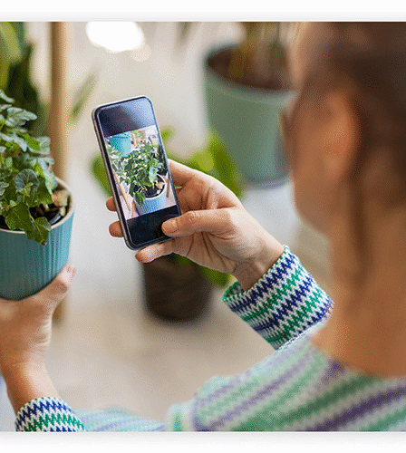 Aplicativos de identificar plantas: reconheça qualquer espécie fácil