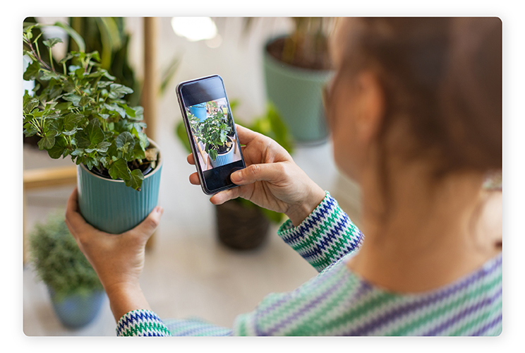 Aplicativos de identificar plantas: reconheça qualquer espécie fácil