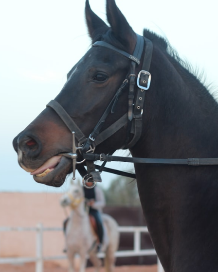 black horse with white and blue scarf — Foto por March 🤍 na Unsplash