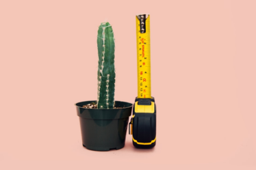 green cactus in back pot beside tape measure — Foto por charlesdeluvio na Unsplash