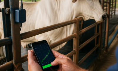 Celular como Balança para Gado: Guia Prático