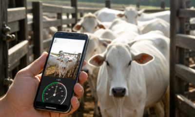 Saiba o Peso do Gado pelo Celular: Descubra Como