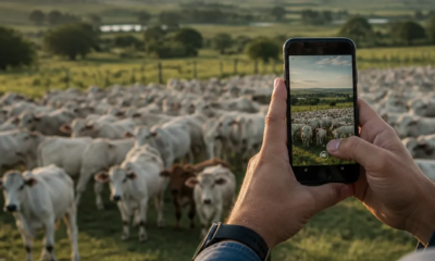 Como calcular estimativa de gado pelo celular em segundos