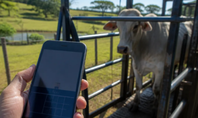 Como Usar Seu Celular para Pesar Gado na Fazenda