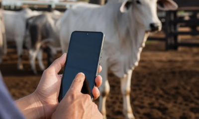Como Consultar o Peso Aproximado do Seu Boi pelo Celular