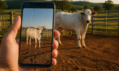 Transforme Seu Celular em uma Balança de Gado Grátis