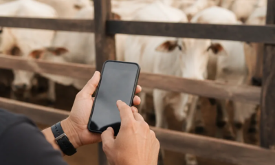 Descubra Como Usar o Celular Para Pesar Gado