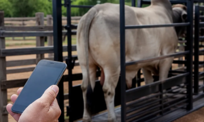 Você Pode Usar Seu Celular Como Balança de Gado