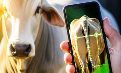 Celular para Estimar o Peso do Gado: Veja Como Funciona